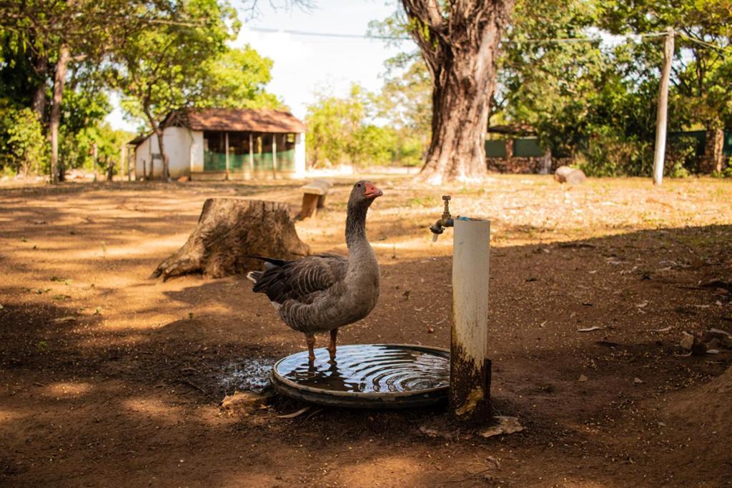 Pousada Fazenda Sao Bento Alto Paraiso de Goias Luaran gambar